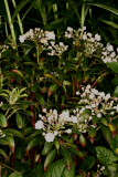 Kalmia latifolia RCP5-07 084.jpg